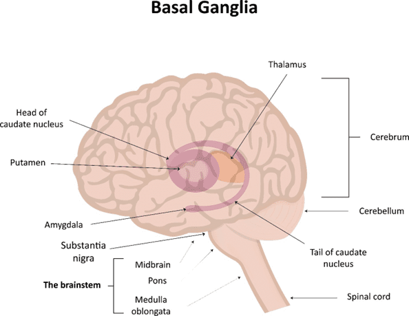 Illustration of the basal ganglia