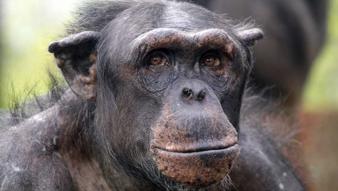 חיסון נגד קורונה המבוסס על נגיף המדביק שימפנזים, מציג תוצאות מבטיחות בניסוי בבני אדם
