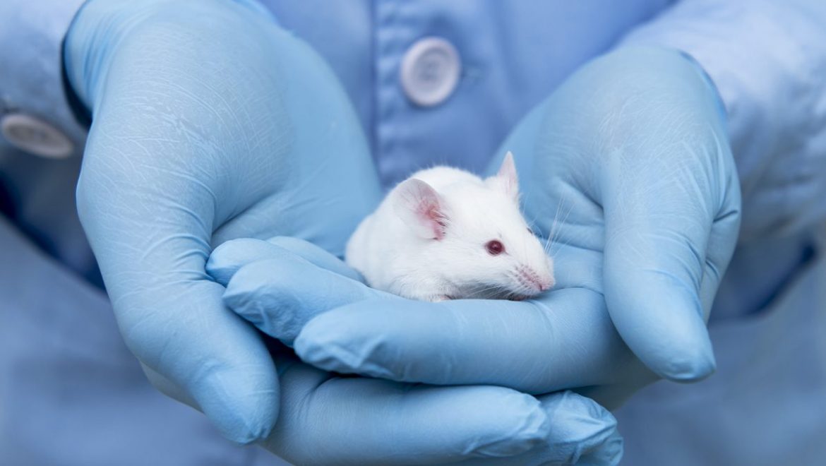 מחקרים בבעלי חיים מסייעים לאתר טיפולים מבטיחים למחלה COVID-19