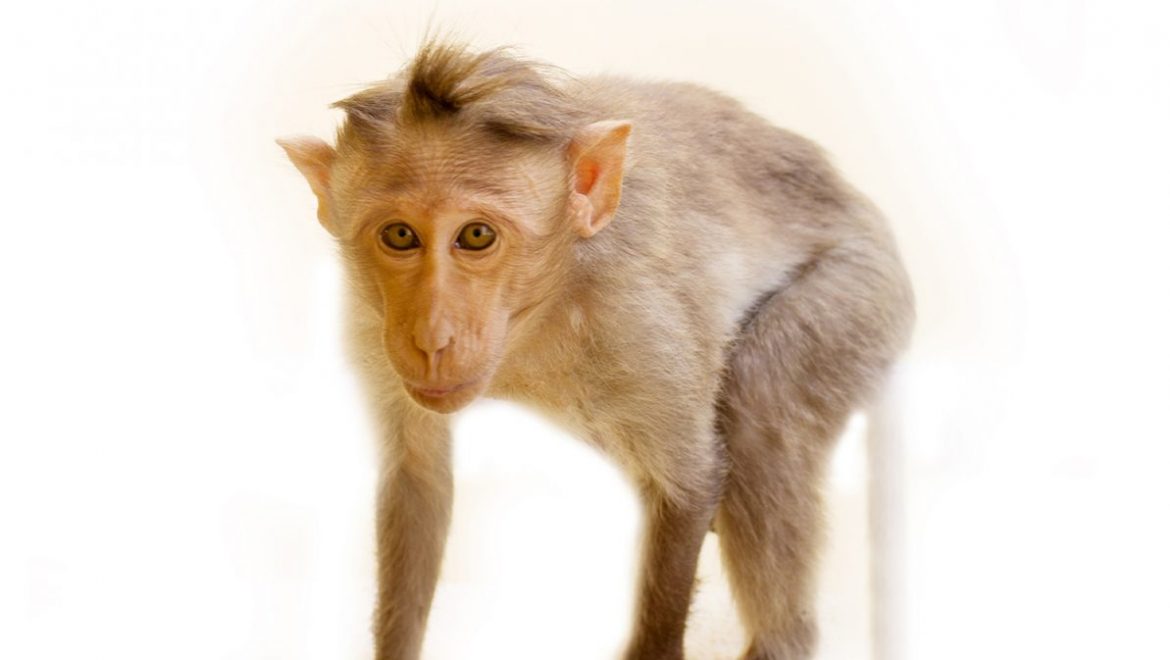 נדמה כי קופים מפתחים חסינות למחלהCOVID-19  לאחר שהחלימו ממנה