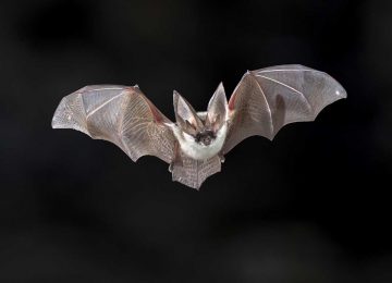 על הקשר שבין התפתחות יכולת התעופה בעטלפים לנגיף הקורונה