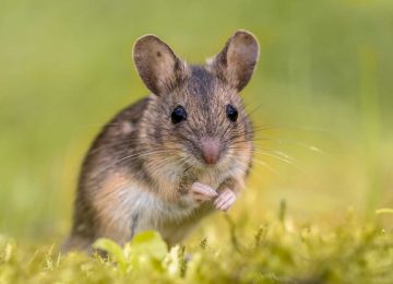 תרופה לסוכרת משמשת כטיפול במחלת ALS בעכברים