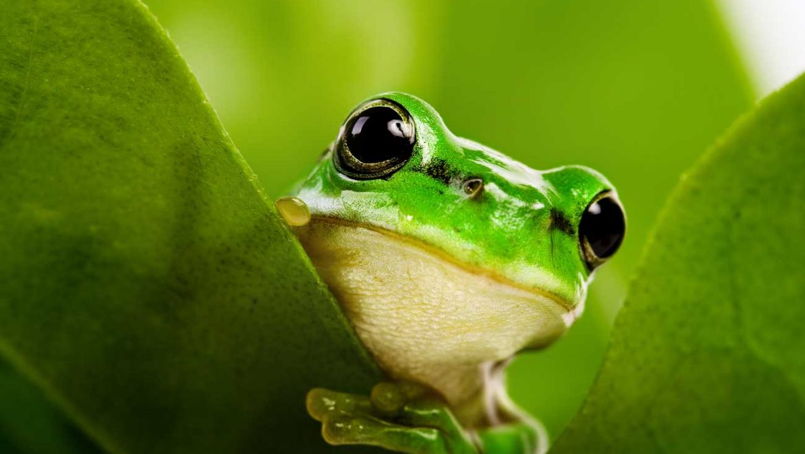 תרופות נוגדות פרכוסים מונעות נזק מוחי מניקוטין בעוברי צפרדע